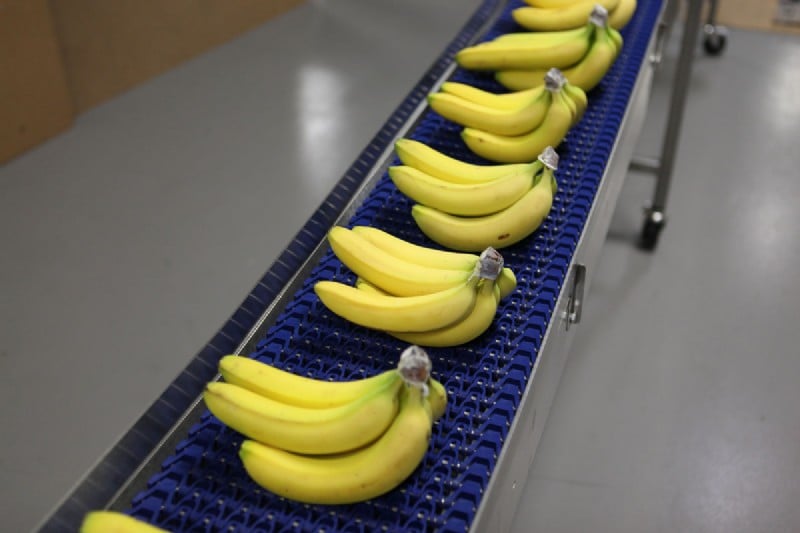 Plastic modular belt conveyor carrying bananas.