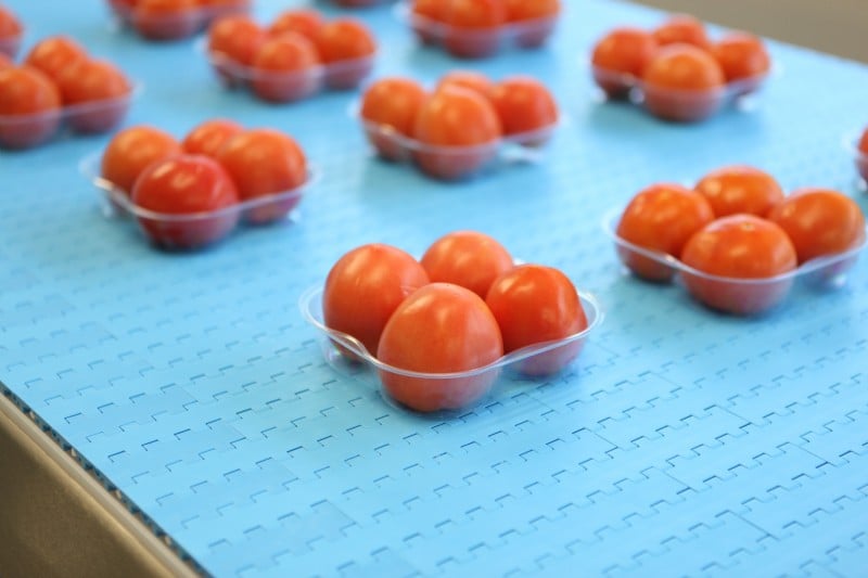 Tomatoes on a blue plastic modular belt stainless steel conveyor