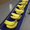 Plastic modular belt conveyor carrying bananas.