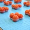 Tomatoes on a blue plastic modular belt stainless steel conveyor