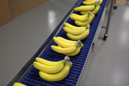 Stainless steel plastic modular belt conveyor carrying bananas